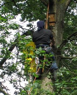 Bat boxes for roosting and nesting being fixed in place to compensate for absence of cavity trees