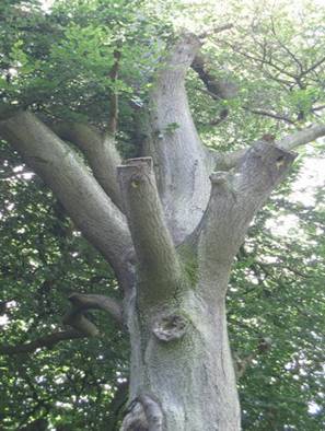 Woodpecker nests in beech and willow, the only species of fauna in Britain to excavate its own cavity